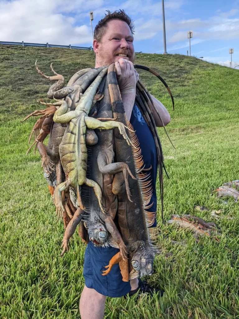 Anyone want a dead iguana