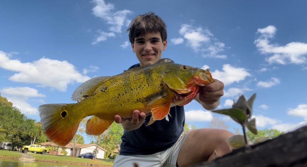Catch peacock bass in Florida